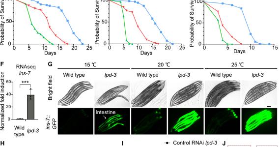 LPD-3 as a megaprotein brake for aging and insulin-mTOR signaling in C. elegans