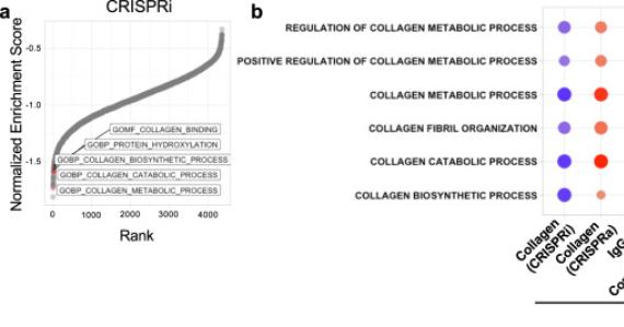 Genome-wide screens identify SEL1L as an intracellular rheostat controlling collagen turnover