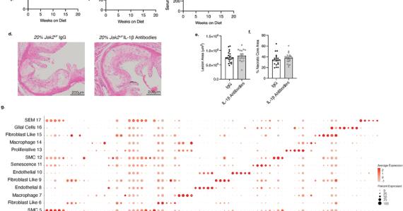 Suppression of IL-1β promotes beneficial accumulation of fibroblast-like cells 