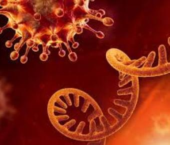 Coronavirus disease 2019 (COVID-19)