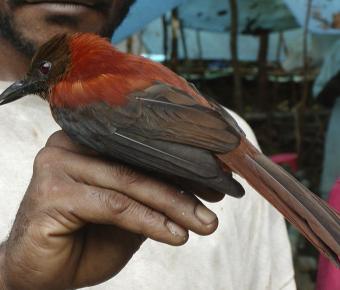 Bird on a hand