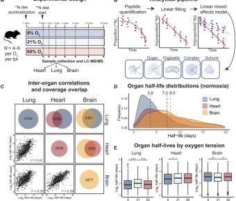 In vivo protein turnover rates in varying oxygen tensions nominate MYBBP1A as a mediator