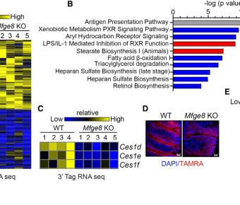 MFGE8 links absorption of dietary fatty acids 