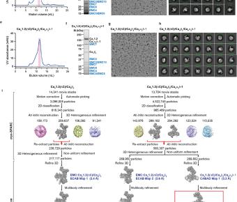 EMC chaperone-CaV structure reveals an ion channel assembly intermediate