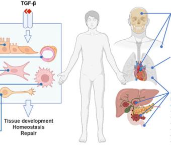 TGF-β signaling in health and disease