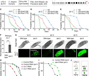 LPD-3 as a megaprotein brake for aging and insulin-mTOR signaling in C. elegans