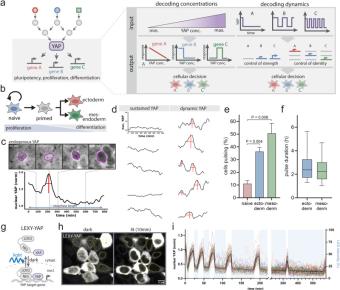 Optogenetic control of YAP reveals a dynamic communication code for stem cell fate and proliferation