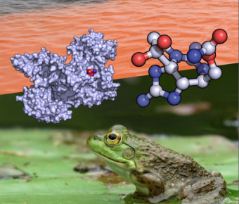 Frog Protein