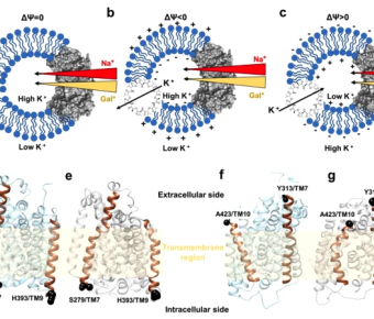 Membrane potential accelerates sugar uptake