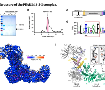 Structural insights into regulation of the PEAK3 pseudokinase scaffold by 14-3-3