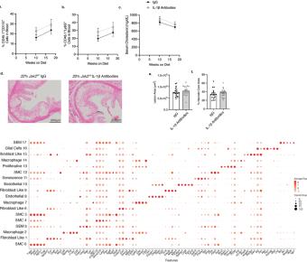 Suppression of IL-1β promotes beneficial accumulation of fibroblast-like cells 