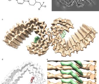 Stacked binding of a PET ligand to Alzheimer's tau paired helical filaments